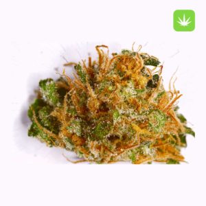 Hindu Skunk Strain