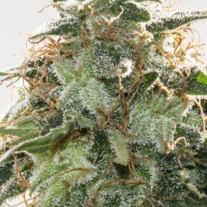 Belladonna strain