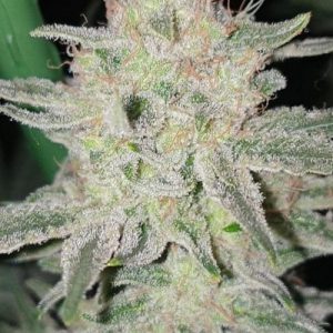 Candyland Weed Strain