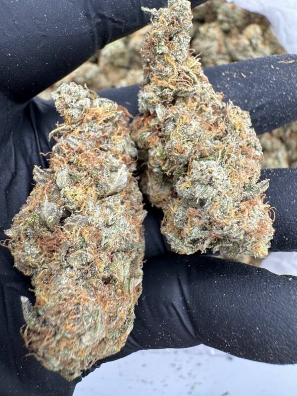 Accattà Erba Online Napoli, dove acquistare erba a Napoli legalmente, qual è il modo migliore per acquistare erba a Napoli in sicurezza, acquistare cannabis