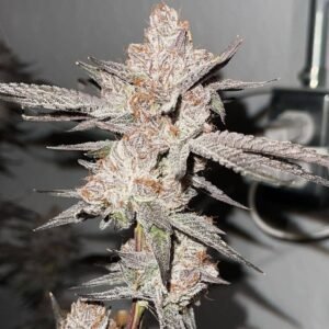 CANNABIS